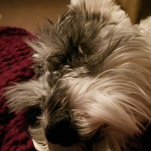 Meet your Posher, Doug